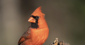 The Redbird’s Enemy