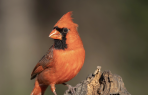 The Redbird’s Enemy