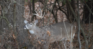 A Moment in the Bottoms