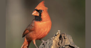 The Redbird’s Enemy