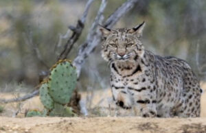 Calling Predators in the Warm Weather