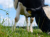 Spring Grazing Strategies