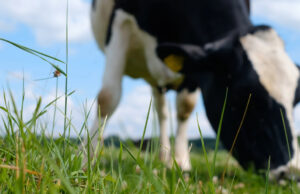 Spring Grazing Strategies