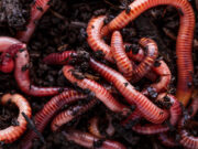 Home Grown Worm Beds