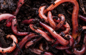 Home Grown Worm Beds