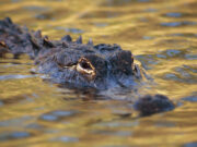Alligators in East Texas