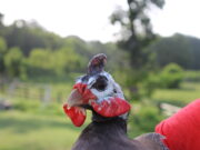 The Original Farm Alarm