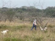 Grahmann Family Ranches – How Cattle and Conseravation Can Coexist