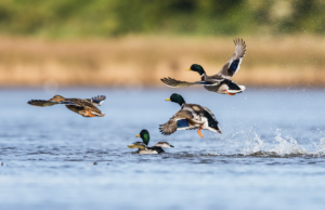 Puddle Jumpin’ – An Exciting Technique for Late Season Ducks