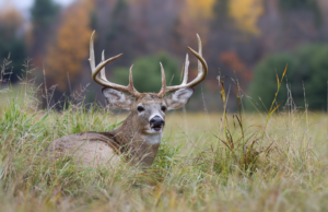 Late Season Whitetail Tactics