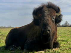Sustaining Tradition: Metzger’s Meats – A tale of Family, Farming and Bison.