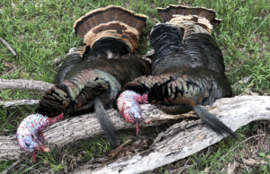 The Brown County Double