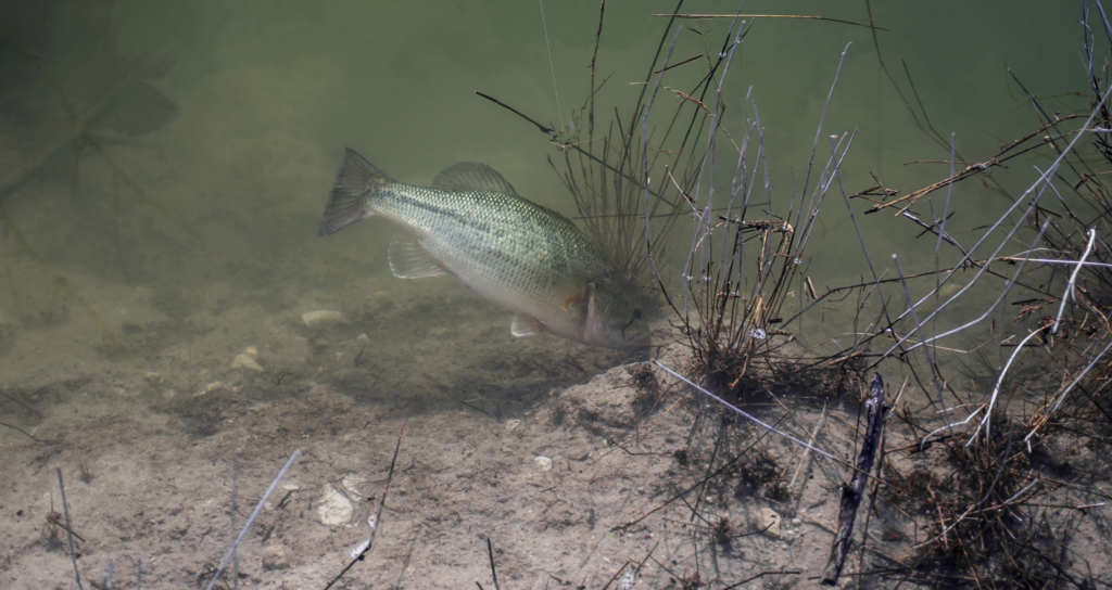 Bass Spawning & Location LIFE & LAND
