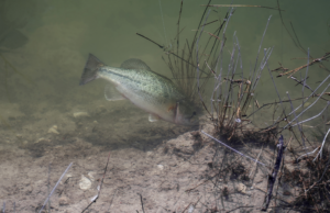 Bass Spawning & Location