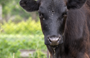 The Unseen Battle – Cattle Flies and the American Rancher’s Struggle