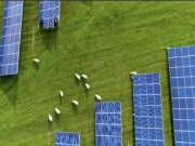 Texas Solar Sheep – Creating a Bright Future for Agrivoltaics in Texas