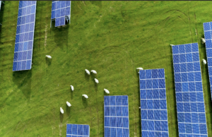 Texas Solar Sheep – Creating a Bright Future for Agrivoltaics in Texas