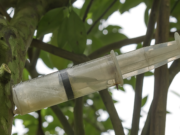 Tree Trauma & Treatment