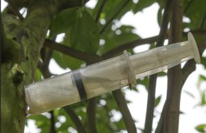 Tree Trauma & Treatment