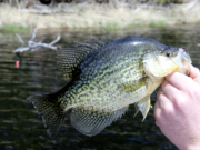 Mastering Crankbaits – A Guide to Crappie Fishing Success