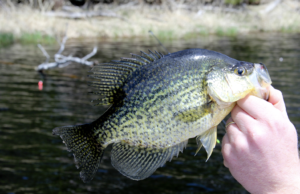Mastering Crankbaits – A Guide to Crappie Fishing Success