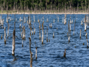 Targeting Timber Bass