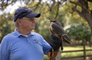 Falconry – From Hobby To Small Business