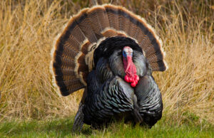 Last Minute Long Beards