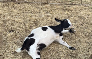 Myotonic Goats: A Southern Farm’s Delight