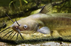 Hook, Line, and Stinker – Crafting Homemade Catfish Bait