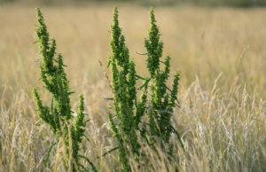 Greens From The Wild – Curl Dock and Yellow Dock