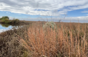 Home on the … Prairie