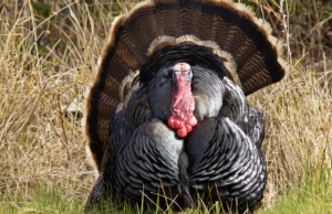The Quiet Chase – Late Spring Turkey Tips