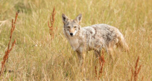 Top Four Off-Season Hunts