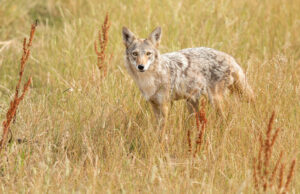 Top Four Off-Season Hunts