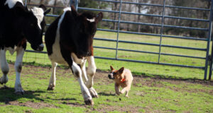 Stock Dogs The Rancher’s Right Hand