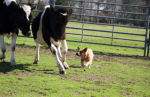 Stock Dogs The Rancher’s Right Hand