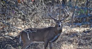 The Never Give Up Buck