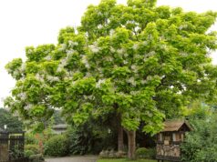 The Southern Catalpa Tree