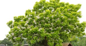The Southern Catalpa Tree
