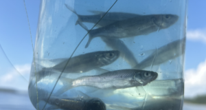 The Crappie Jar – An Old Fisherman’s Secret Weapon