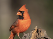 The Redbird’s Enemy