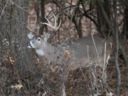 A Moment in the Bottoms