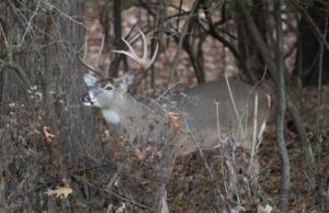 A Moment in the Bottoms