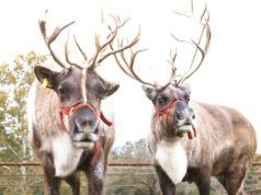 The Fly High Reindeer Ranch