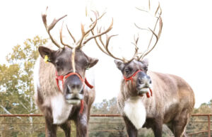 The Fly High Reindeer Ranch