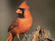 The Redbird’s Enemy