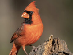 The Redbird’s Enemy