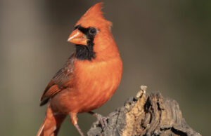 The Redbird’s Enemy