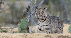 Calling Predators in the Warm Weather